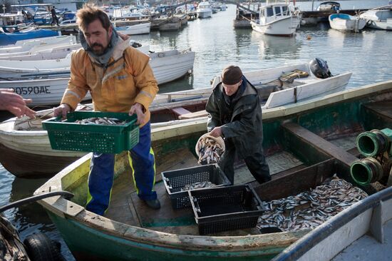 Inshore fisheries in Sevastopol