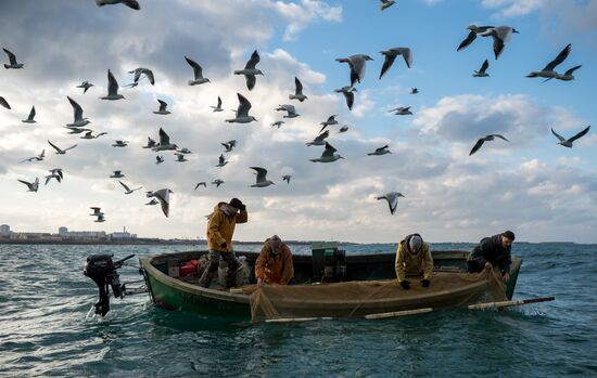 Inshore fisheries in Sevastopol