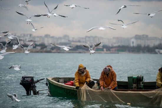 Inshore fisheries in Sevastopol