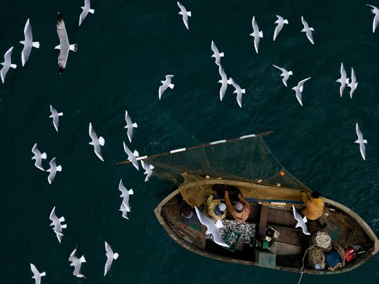 Inshore fisheries in Sevastopol
