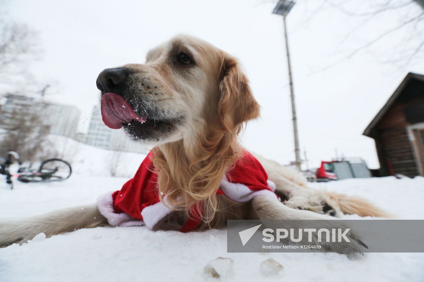 "Polar bears" dressed as Santa race in Novosibirsk