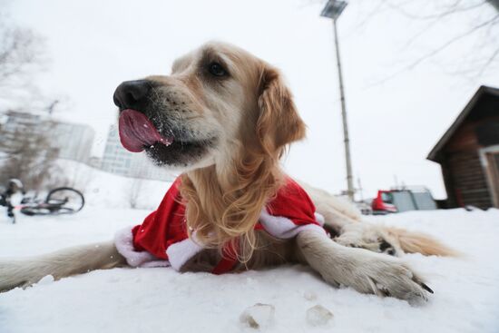 "Polar bears" dressed as Santa race in Novosibirsk