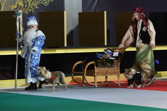 Golden Collar annual champions' show