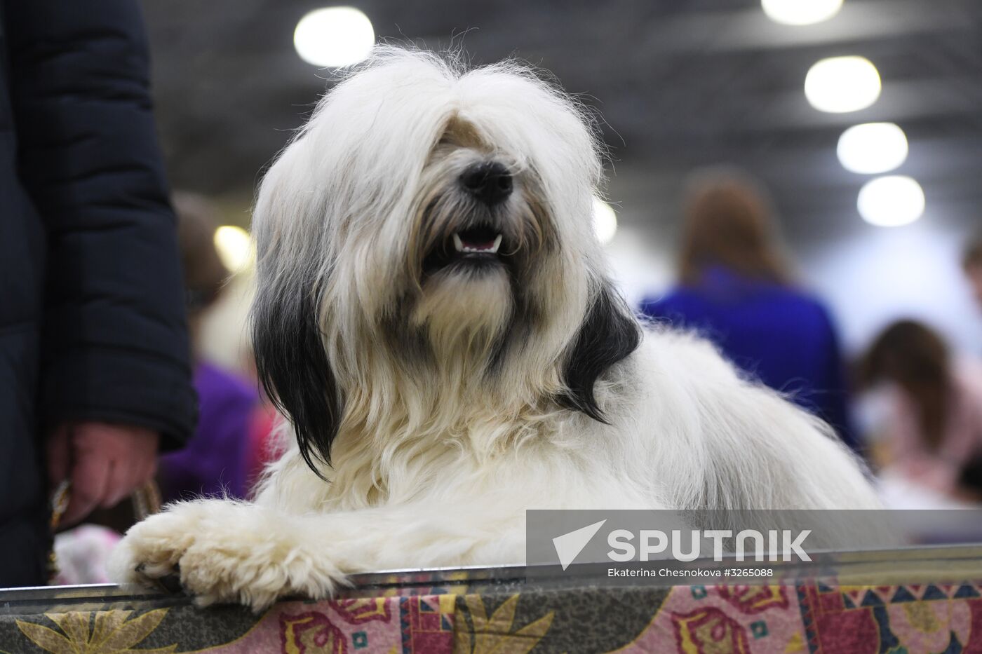 Golden Collar annual champions' show