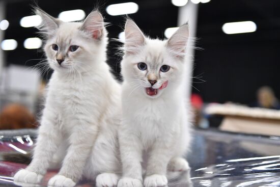 Cat show in Sokolniki