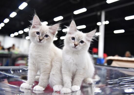 Cat show in Sokolniki
