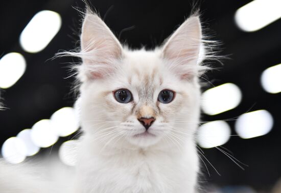 Cat show in Sokolniki