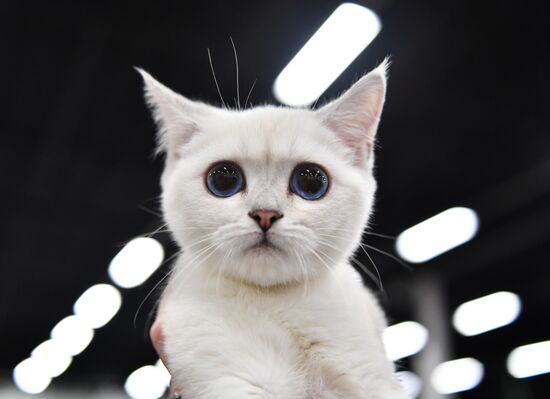 Cat show in Sokolniki