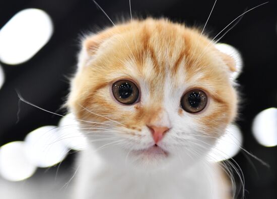 Cat show in Sokolniki