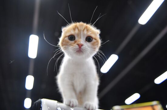 Cat show in Sokolniki