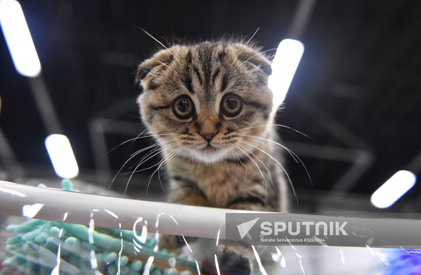 Cat show in Sokolniki