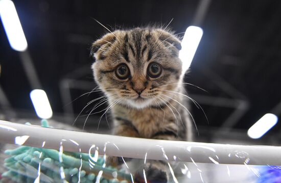 Cat show in Sokolniki