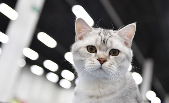 Cat show in Sokolniki
