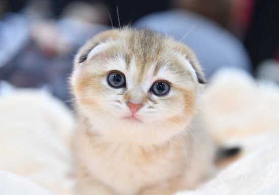 Cat show in Sokolniki