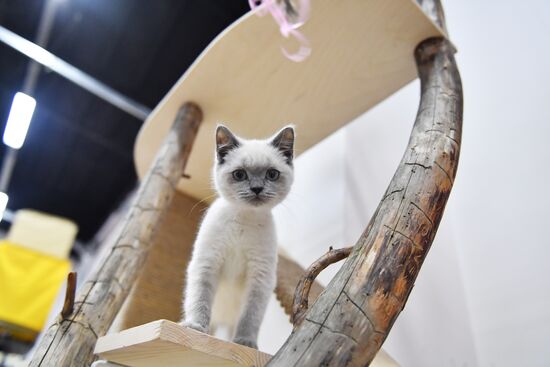 Cat show in Sokolniki