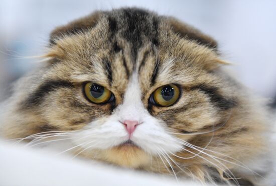 Cat show in Sokolniki