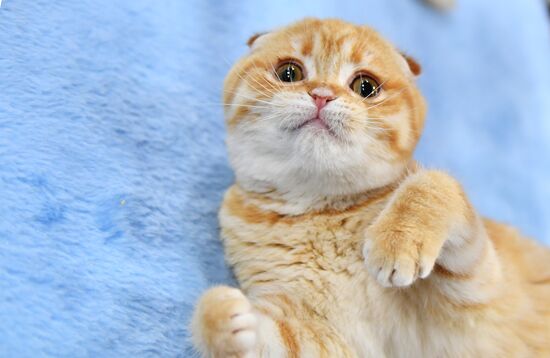 Cat show in Sokolniki