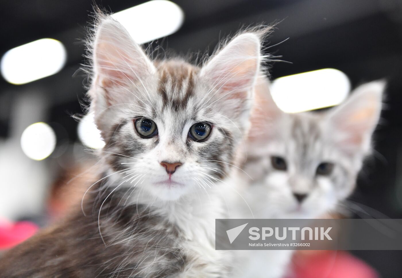 Cat show in Sokolniki