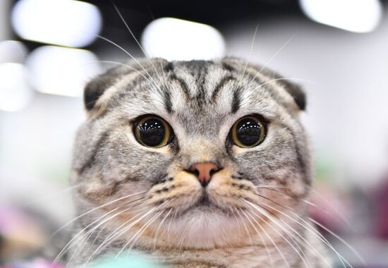 Cat show in Sokolniki