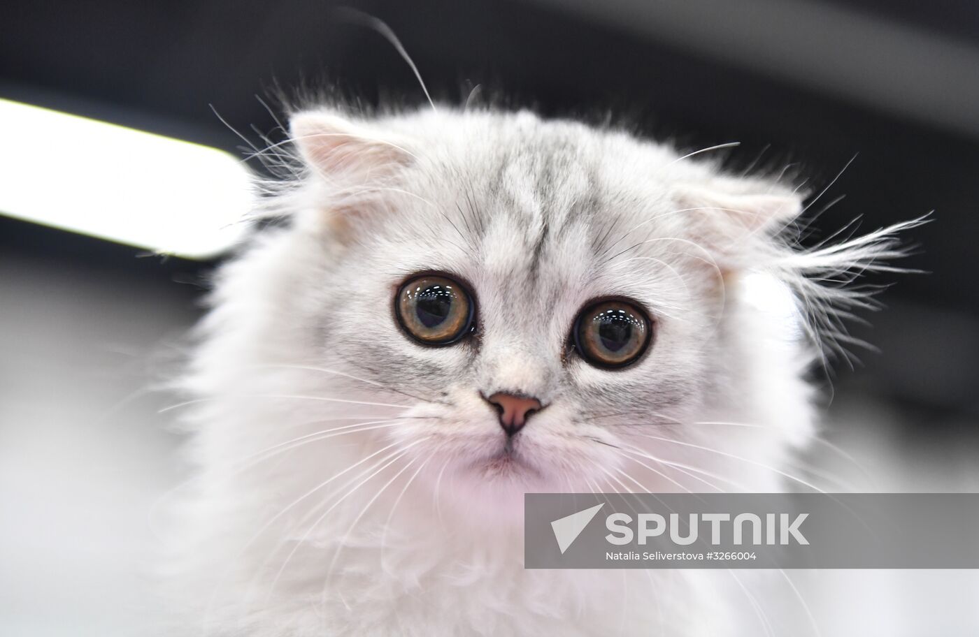 Cat show in Sokolniki