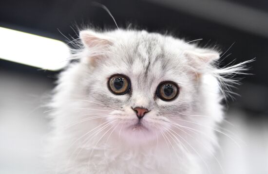 Cat show in Sokolniki