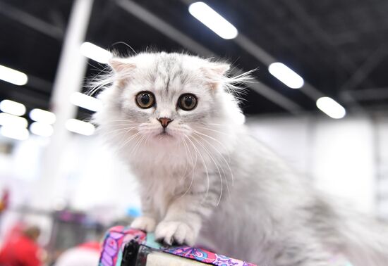 Cat show in Sokolniki
