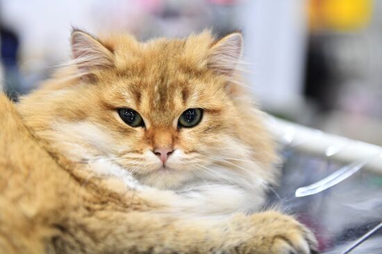 Cat show in Sokolniki