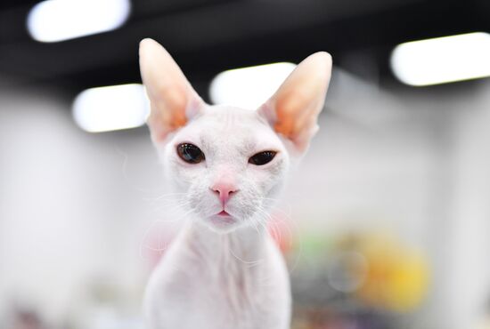 Cat show in Sokolniki