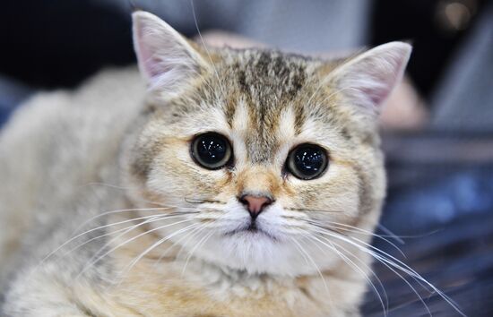 Cat show in Sokolniki