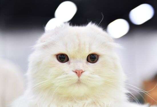 Cat show in Sokolniki