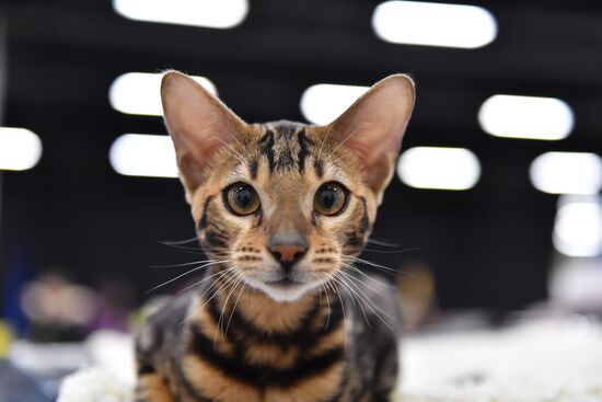 Cat show in Sokolniki