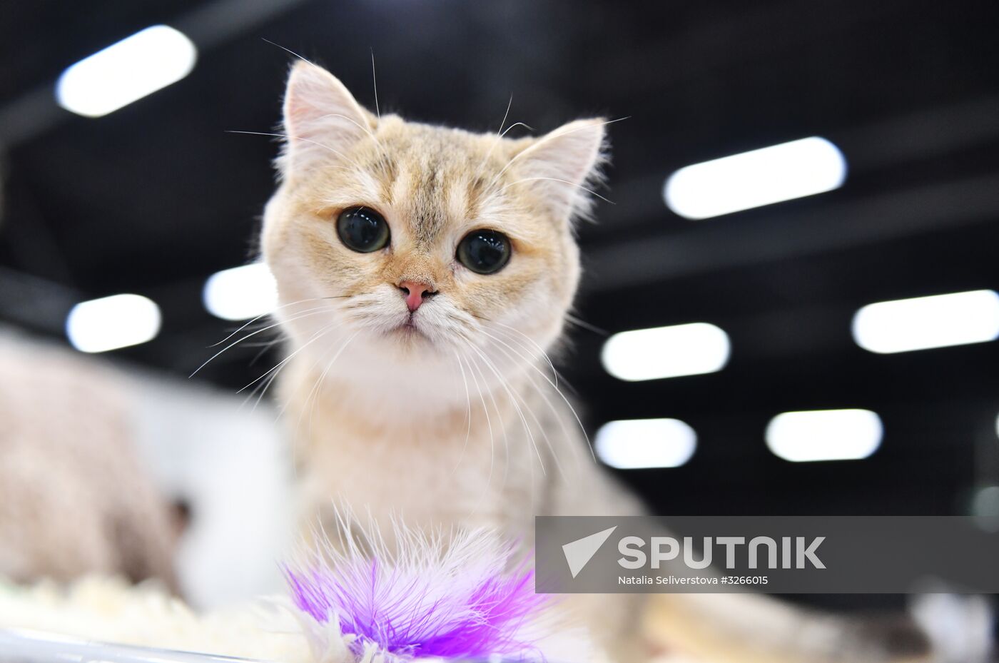 Cat show in Sokolniki