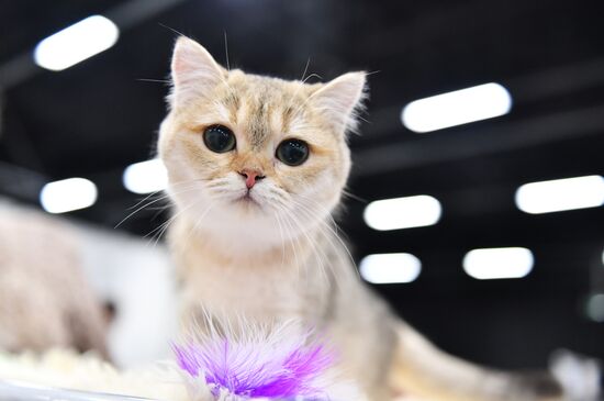 Cat show in Sokolniki
