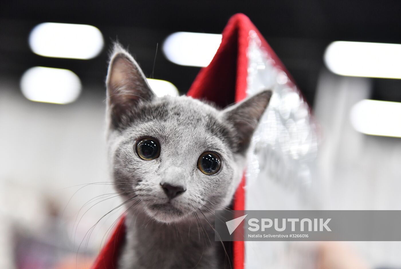 Cat show in Sokolniki