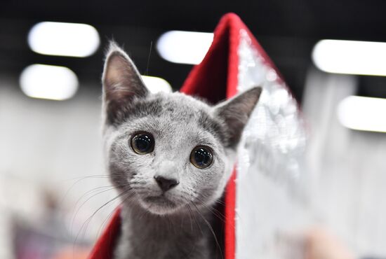 Cat show in Sokolniki