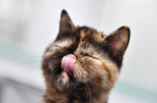 Cat show in Sokolniki
