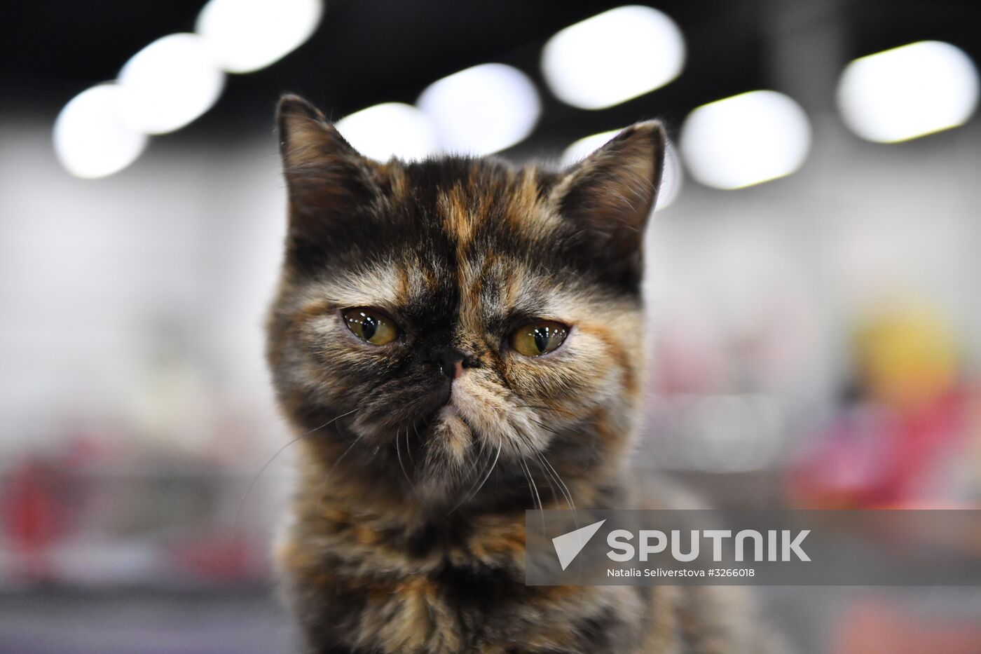 Cat show in Sokolniki