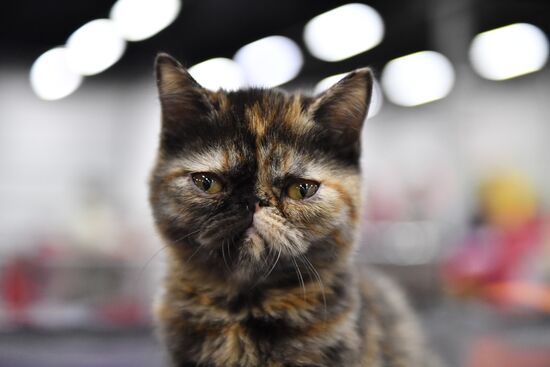 Cat show in Sokolniki