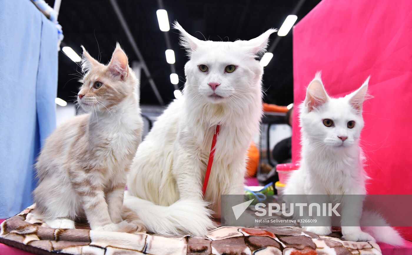 Cat show in Sokolniki