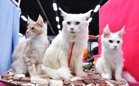 Cat show in Sokolniki