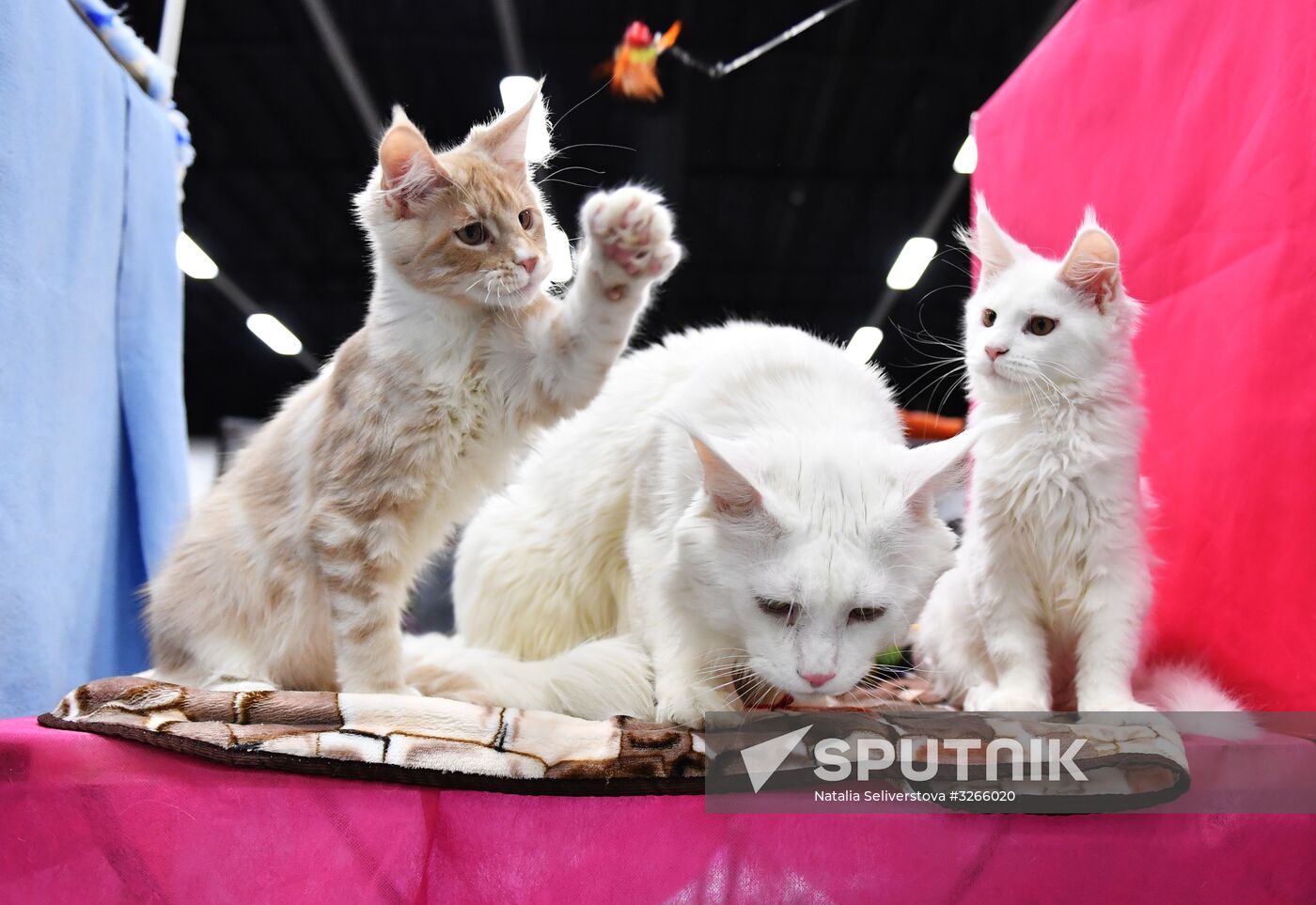 Cat show in Sokolniki