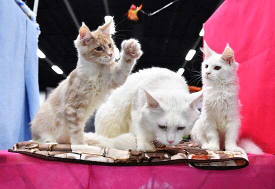 Cat show in Sokolniki
