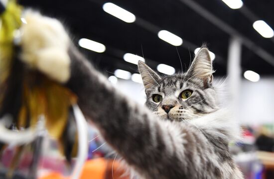 Cat show in Sokolniki