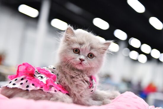 Cat show in Sokolniki