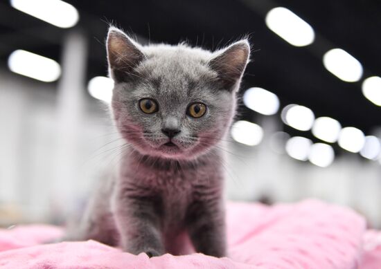 Cat show in Sokolniki