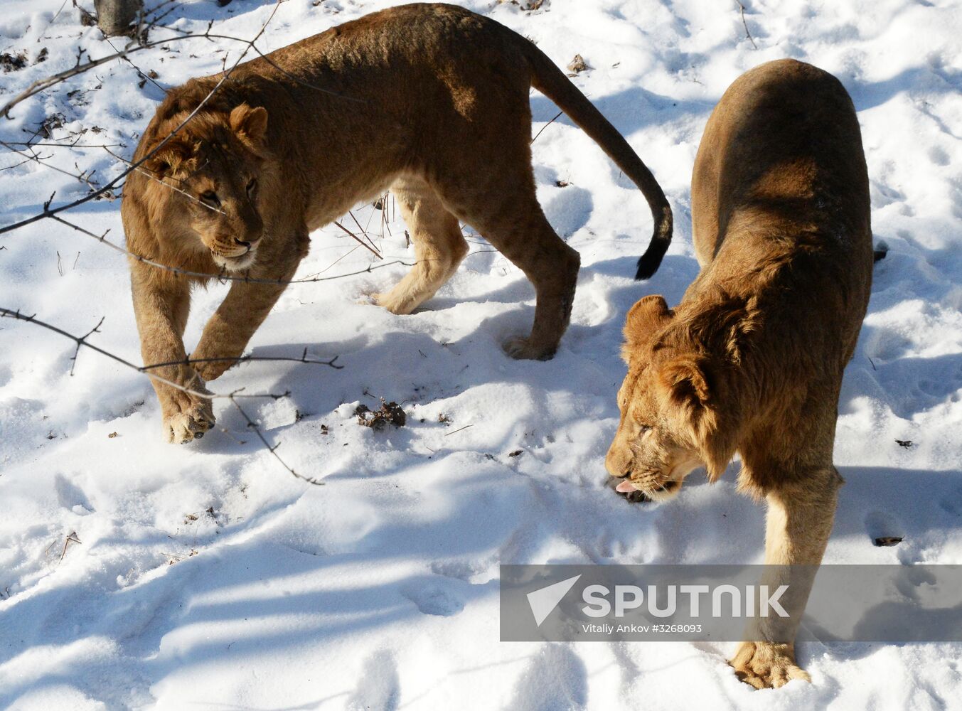 New arrivals in Primorye Safari Park