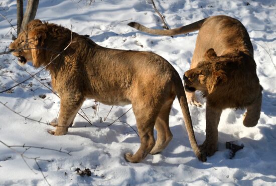 New arrivals in Primorye Safari Park
