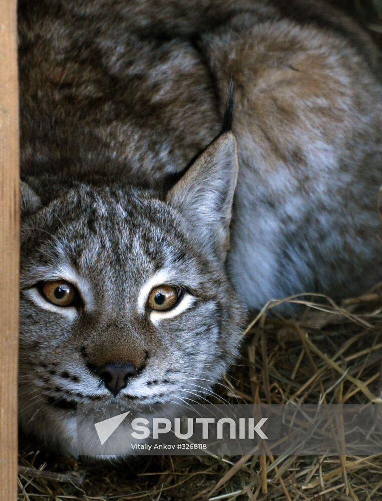 New arrivals in Primorye Safari Park