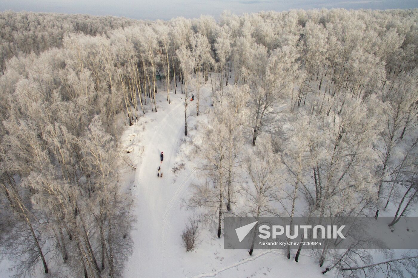 Dog sled race in Novosibirsk