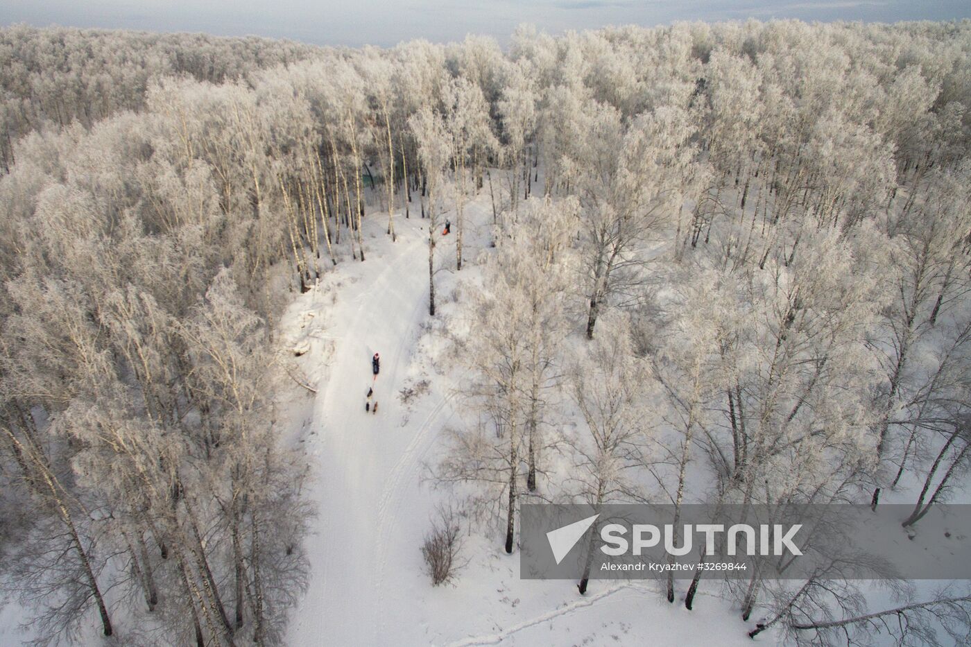Dog sled race in Novosibirsk